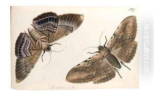Butterflies by Patna School