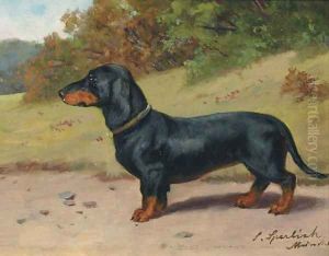 The Dachshund