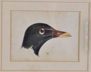 Head Of A Moor Hen