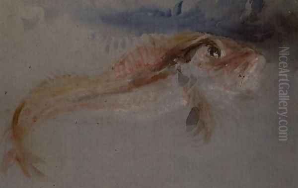 A Gurnard - view 1