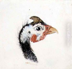 Guinea Fowl, from The Farnley Book of Birds, c.1816