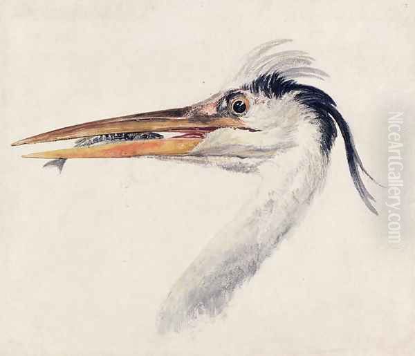 Heron with a fish - view 1