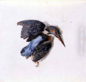 Kingfisher, from The Farnley Book of Birds, c.1816 Kingfisher, from The Farnley Book of Birds, c.1816