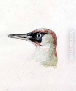 Woodpecker, from The Farnley Book of Birds, c.1816 by Joseph Mallord William Turner