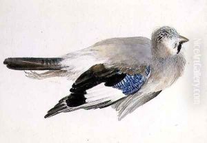 Jay, from The Farnley Book of Birds, c.1816 Jay, from The Farnley Book of Birds, c.1816