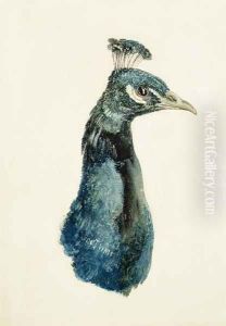 Peacock, from The Farnley Book of Birds, c.1816 by Joseph Mallord William Turner