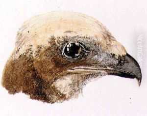 Moor Hawk, from The Farnley Book of Birds, c.1816 by Joseph Mallord William Turner