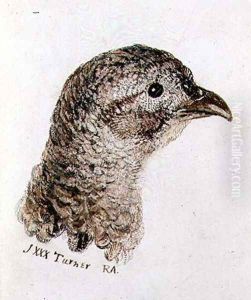 Hen Pheasant, from The Farnley Book of Birds, c.1816 Hen Pheasant, from The Farnley Book of Birds, c.1816