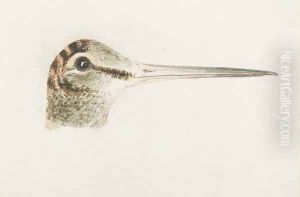 Woodcock, from The Farnley Book of Birds, c.1816 by Joseph Mallord William Turner