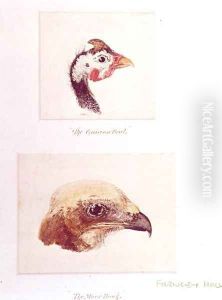 The Guinea Fowl and the Moor Hawk