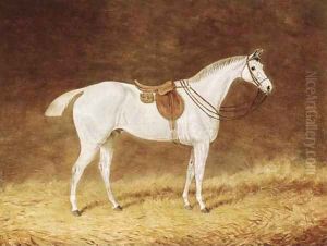 A saddled grey hunter in a stable