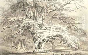Beech Trees at Cassiobury Park, Hertfordshire by Joseph Mallord William Turner