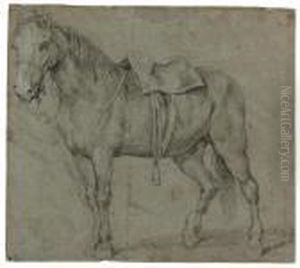 Study Of A Horse