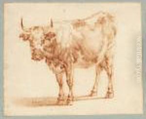 Study Of A Cow Study Of A Cow