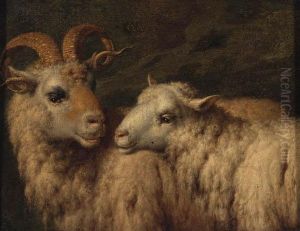 A Ram And A Ewe A Ram And A Ewe