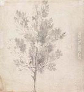 Studies Of Trees: Double-sided by Sir Anthony Van Dyck