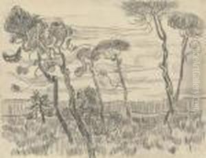 Six Pines Near The Enclosure Wall
