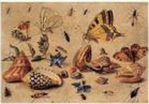 Papillons Et Insectes Autour De Coquillages by Jan van Kessel
