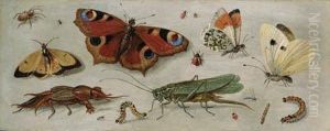Studies Of Butterflies, Moths, A Dragonfly, A Grasshopper And Otherinsects
