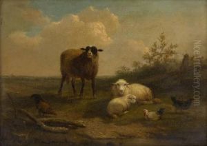 Poules Et Moutons