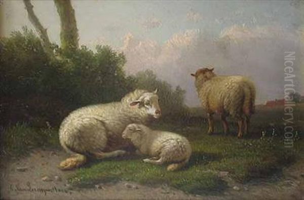 Sheep At Dusk - view 1