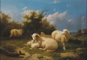 Family Of Sheep At Rest In A Field