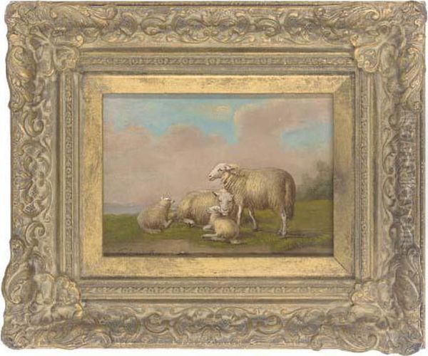 Sheep Resting In The Sun - view 1