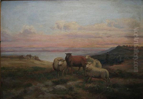 Schapen Aan De Kust - view 1