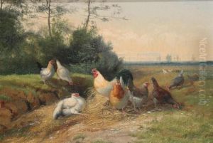 Chickens At The Field Chickens At The Field