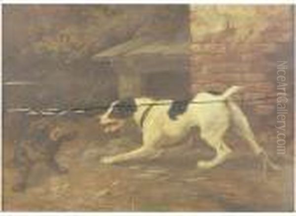 Cat And Dog Fighting - view 1