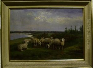 Description:schapen In Een Wei Aan De Rivier