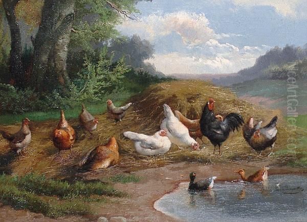 Chickens. - view 1