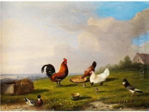Huhnerfamilie Und Weiteresfedervieh