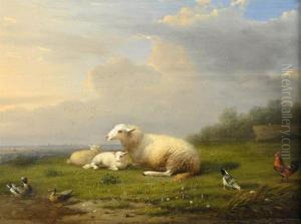 Sheep, Ducks, Chicken And Rooster - view 1