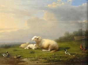 Sheep, Ducks, Chicken And Rooster