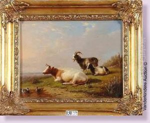 Vache Et Chevres Au Pre