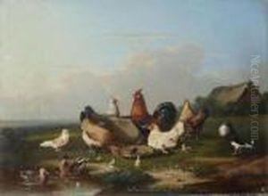 Cocq, Chickens And Ducks Near The Water
