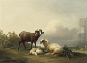 Sheep Resting In The Pasture