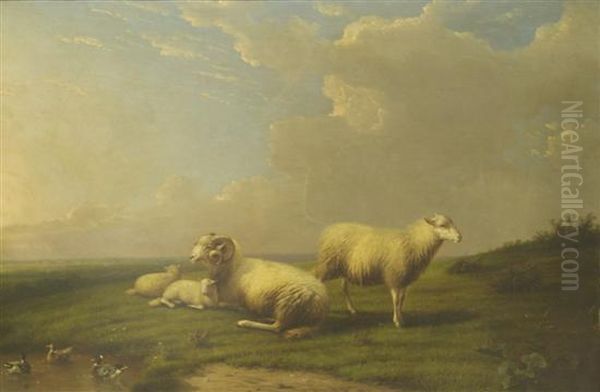 Sheep In Meadow - view 1