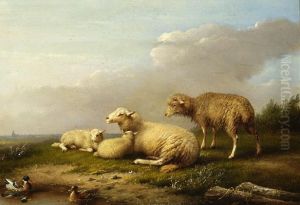 Sheep Resting By The Water