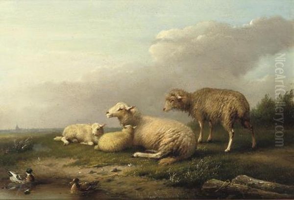 Sheep Resting In The Pasture - view 1