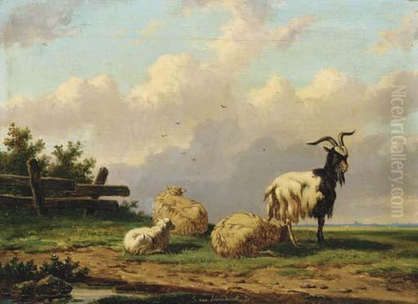 Sheep And A Goat In A Country Landscape - view 1