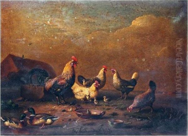 Chickens - view 1