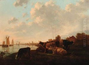 Cattle Grazing In A Meadow By A Canal