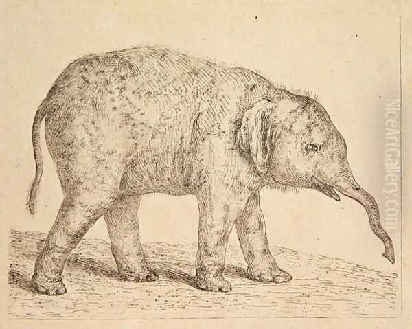 Elephant - view 1
