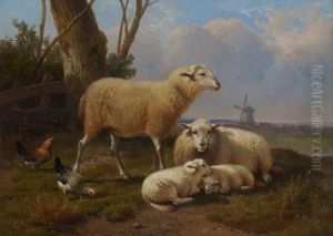 Schafe Und Huhner Auf Der Weide