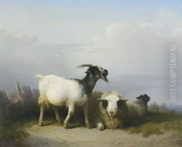 Chevre Et Moutons Au Repos - view 1