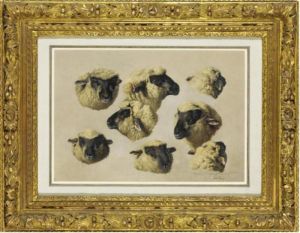 Studies Of Sheep Heads