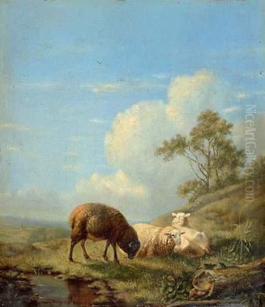Sheep On The Meadow. - view 1