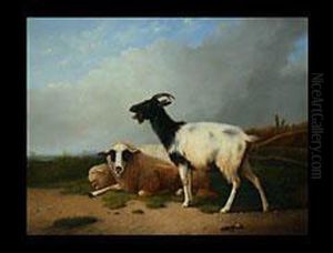 Ziege Und Zwei Schafe In Weiter Landschaft Ziege Und Zwei Schafe In Weiter Landschaft